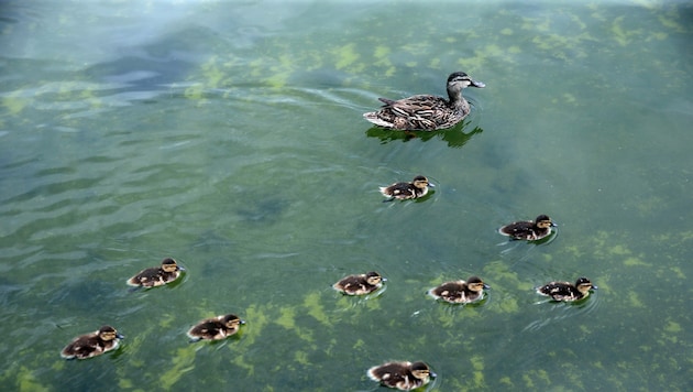 Die Enten im Lincoln Memorial Reflecting Pool scheinen die optischen Makel nicht zu stören.