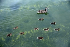 Die Enten im Lincoln Memorial Reflecting Pool scheinen die optischen Makel nicht zu stören.