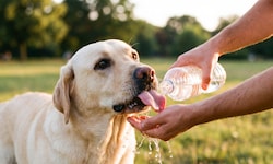 Regelmäßige Trinkpausen helfen Hunden, ausreichend Flüssigkeit aufzunehmen.