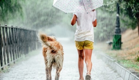Noch einmal wird es richtig heiß: Bis zu 36 Grad erwarten die Meteorologen am Wochenende. Ab ...