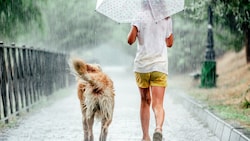 Noch einmal wird es richtig heiß: Bis zu 36 Grad erwarten die Meteorologen am Wochenende. Ab ...