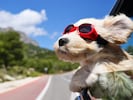 Die sommerliche Hitze kehrt nach Österreich zurück.