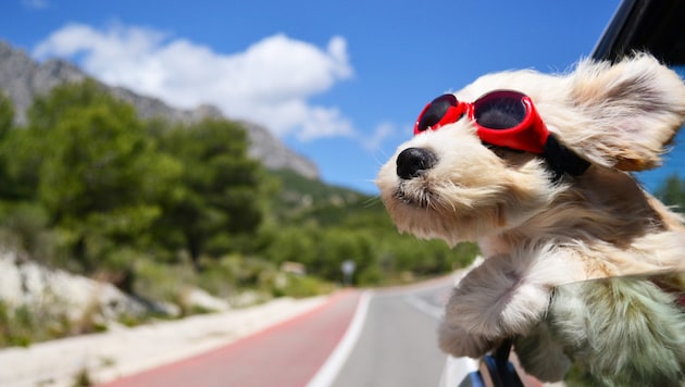 Die sommerliche Hitze kehrt nach Österreich zurück.