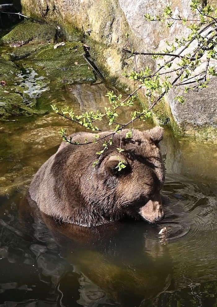 Braunbär Ander kann sich in seinem Teich abkühlen und zieht die Blicke der Zoobesucher auf sich