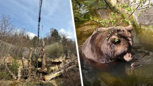 Braunbär Ander kann sich in seinem Teich abkühlen