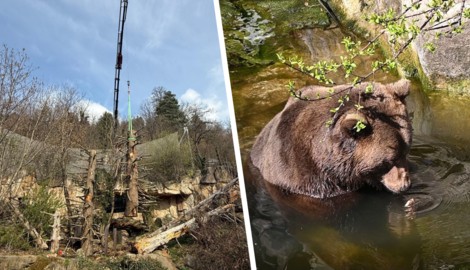 Braunbär Ander kann sich in seinem Teich abkühlen