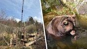 Braunbär Ander kann sich in seinem Teich abkühlen