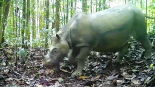 Das Borneo-Nashorn „Pari“, fotografiert von einer Wildtierkamera der Naturschutzbehörde in ...