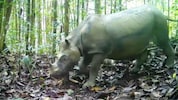 Das Borneo-Nashorn „Pari“, fotografiert von einer Wildtierkamera der Naturschutzbehörde in ...
