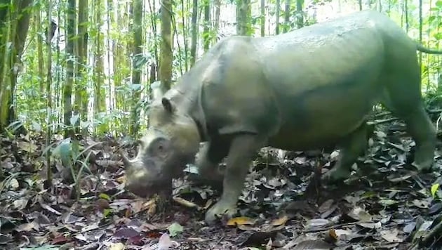 Das Borneo-Nashorn „Pari“, fotografiert von einer Wildtierkamera der Naturschutzbehörde in ...