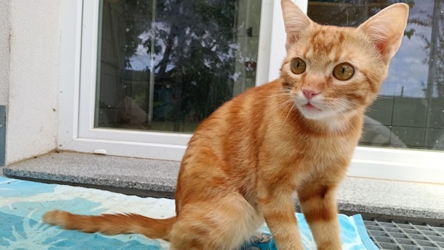 Schwer verletzt wurde „Houdini“ gefunden. Sein Bein war abgeklemmt und fast abgestorben – es ...