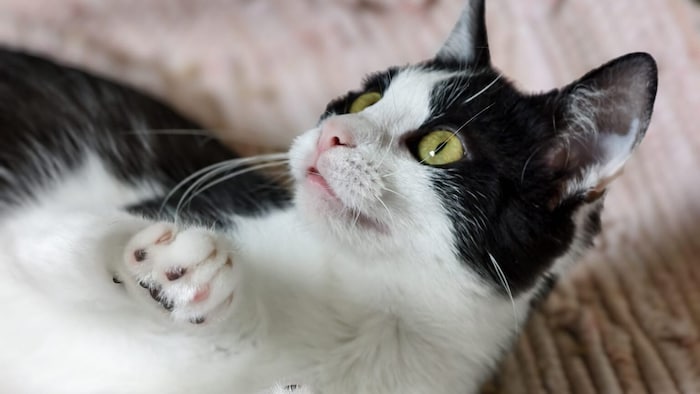 Zahlreiche Jungkatzen wie „Mini“ warten derzeit im Katzenhaus auf ihre Familie.