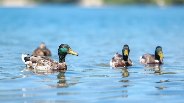 „Enten koten nicht ins Wasser. Ihr Mist gelangt über den Regen in den See“, meint ein Badegast.