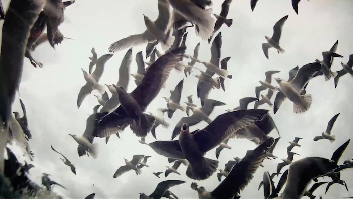 Eine zentrale Arbeit der Schau auf fünf Ebenen ist der Dokumentarfilm „Leviathan“ von von Verena ...