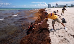 Tonnenweise verpesten Algen die Traumstrände von Mexiko und Miami.