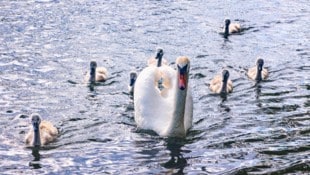 Die stolze Schwanenmutter führt auf dem Bäckerteich in Velden ihren siebenfachen Nachwuchs aus – ...
