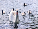 Die stolze Schwanenmutter führt auf dem Bäckerteich in Velden ihren siebenfachen Nachwuchs aus – ...