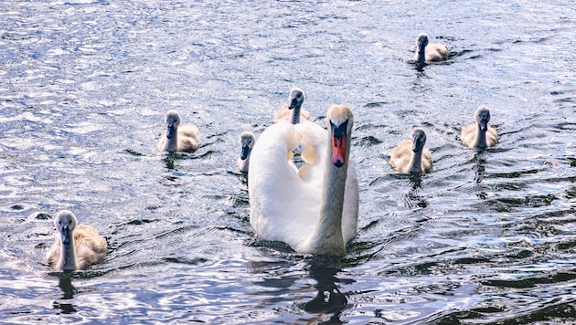 Die stolze Schwanenmutter führt auf dem Bäckerteich in Velden ihren siebenfachen Nachwuchs aus – ...