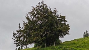 Die „Ureibe“ in Steibis soll um die 1100 Jahre alt sein. 