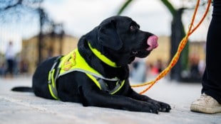 Ein Assistenzhund muss von einem Taxifahrer mitgenommen werden. Eine Mühlviertlerin klagt nun ...