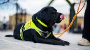 Ein Assistenzhund muss von einem Taxifahrer mitgenommen werden. Eine Mühlviertlerin klagt nun ...