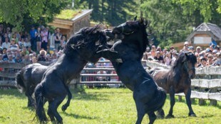 Der Hengstauftrieb im Rauriser Tal ist immer wieder ein imposantes Erlebnis.