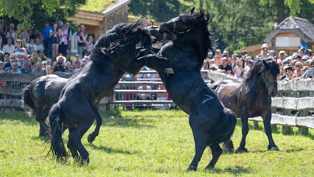Der Hengstauftrieb im Rauriser Tal ist immer wieder ein imposantes Erlebnis.