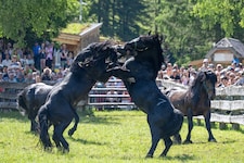 Der Hengstauftrieb im Rauriser Tal ist immer wieder ein imposantes Erlebnis.