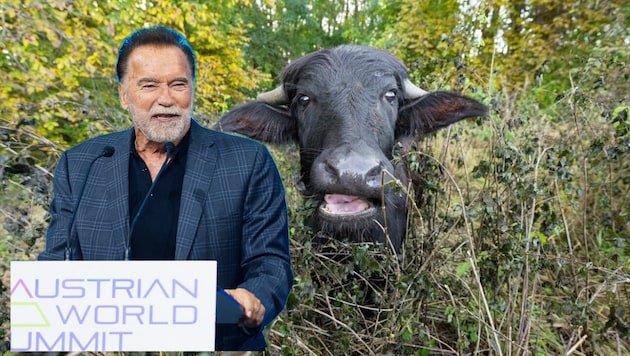 Auch robuste Wassserbüffel mampfen an Arnies Seite.