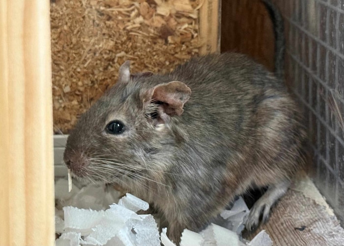 Fünf Degus warten im Villacher Tierheim.