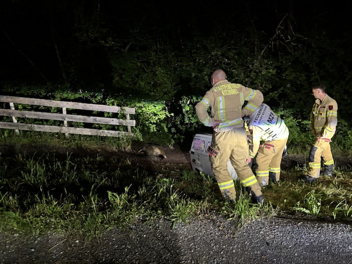 Mit einer Transportbox ging es für das Tier zurück in einen Wald.
