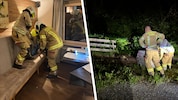 Die Florianis mussten das Tier aus seinem Versteck befreien und setzten es in einem Wald wieder ...