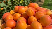 Kiloweise werden die traditionellen Früchte geerntet – aber der Betrieb in Weinviertel bietet ...