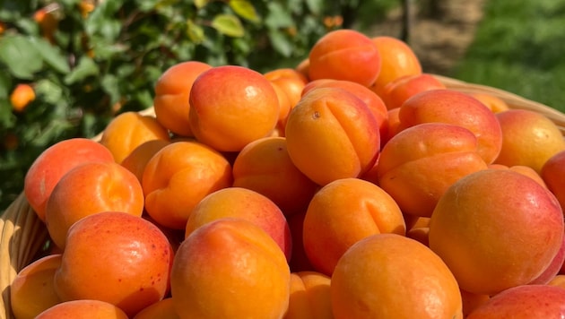 Kiloweise werden die traditionellen Früchte geerntet – aber der Betrieb in Weinviertel bietet ...