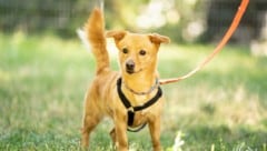 Jene, die sich einen Hund anschaffen wollen, müssen zuerst einen Befähigungskurs belegen.