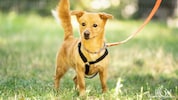 Jene, die sich einen Hund anschaffen wollen, müssen zuerst einen Befähigungskurs belegen.