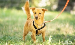 Jene, die sich einen Hund anschaffen wollen, müssen zuerst einen Befähigungskurs belegen.