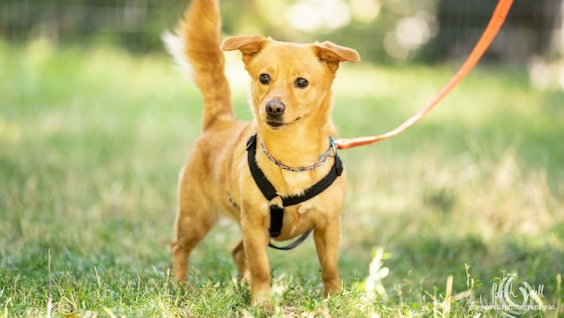 Jene, die sich einen Hund anschaffen wollen, müssen zuerst einen Befähigungskurs belegen.
