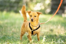 Jene, die sich einen Hund anschaffen wollen, müssen zuerst einen Befähigungskurs belegen.