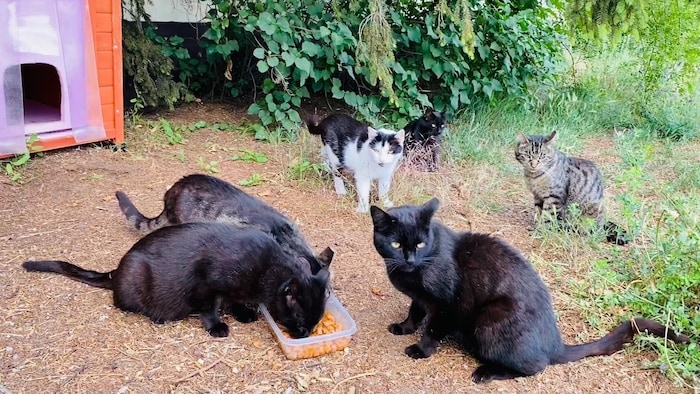 Bei vielen schwarzen Katzen verliert man leicht den Überblick. Während der Narkose wurde ein ...