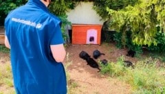 Der Verein „Pfötchenhilfe“ kümmert sich vorrangig um Streunerkatzen und führt auch ...