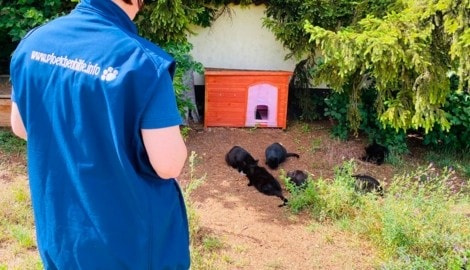 Der Verein „Pfötchenhilfe“ kümmert sich vorrangig um Streunerkatzen und führt auch ...