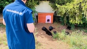 Der Verein „Pfötchenhilfe“ kümmert sich vorrangig um Streunerkatzen und führt auch ...