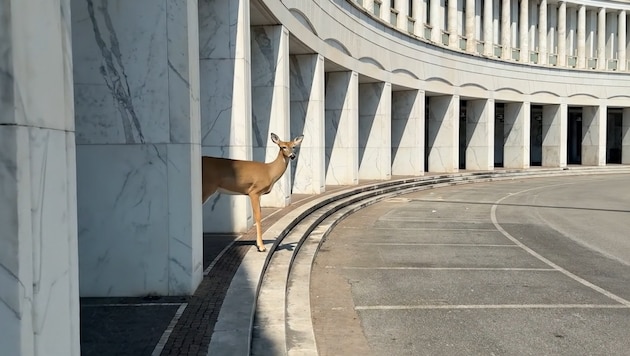Digitales Projekt: „Deer Hunter“ des US-Amerikaners Andrew Herzog ist eine autobiografische ...