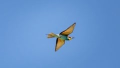 Bienenfresser entwickeln sich prächtig rund um die Windparks.