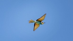 Bienenfresser entwickeln sich prächtig rund um die Windparks.