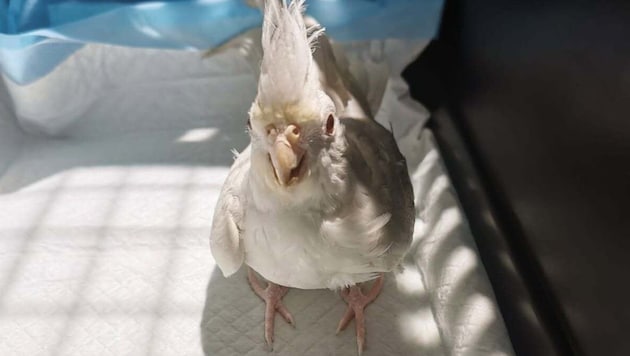 Dieser Nymphensittich hüpfte am Sonntag durch Lehen.