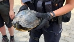 Die Polizisten „verhafteten“ die Schildkröte.