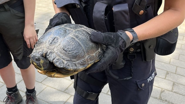 Die Polizisten „verhafteten“ die Schildkröte.