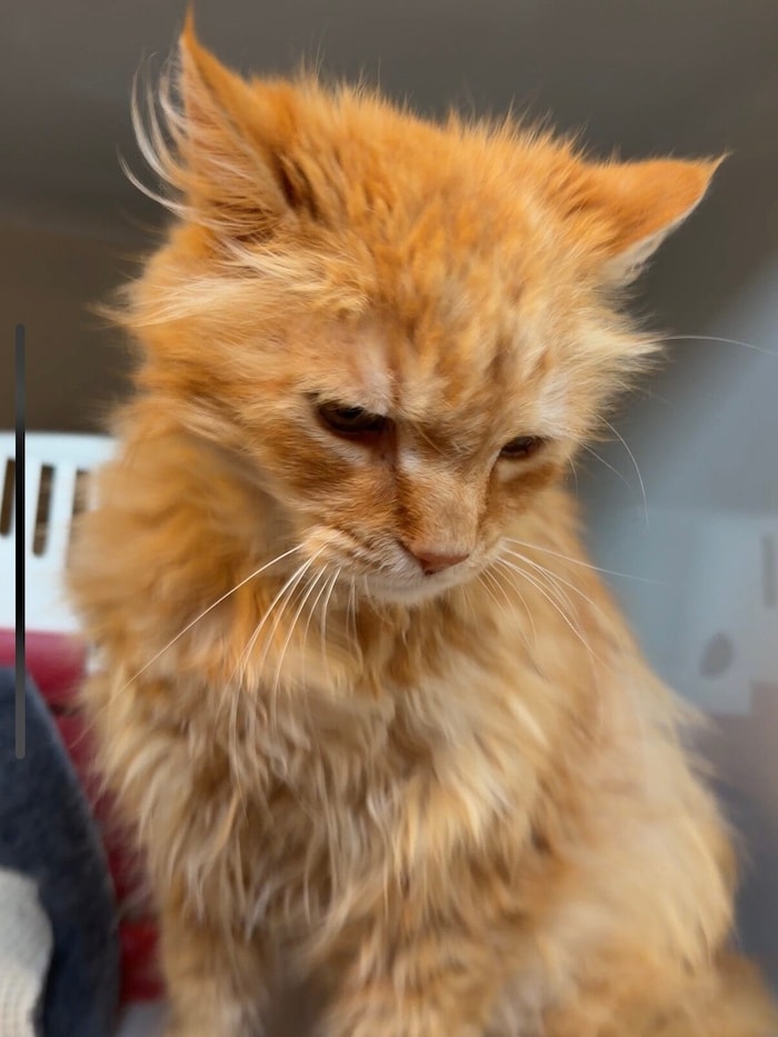 Diese Katze möchte nach Hause!
